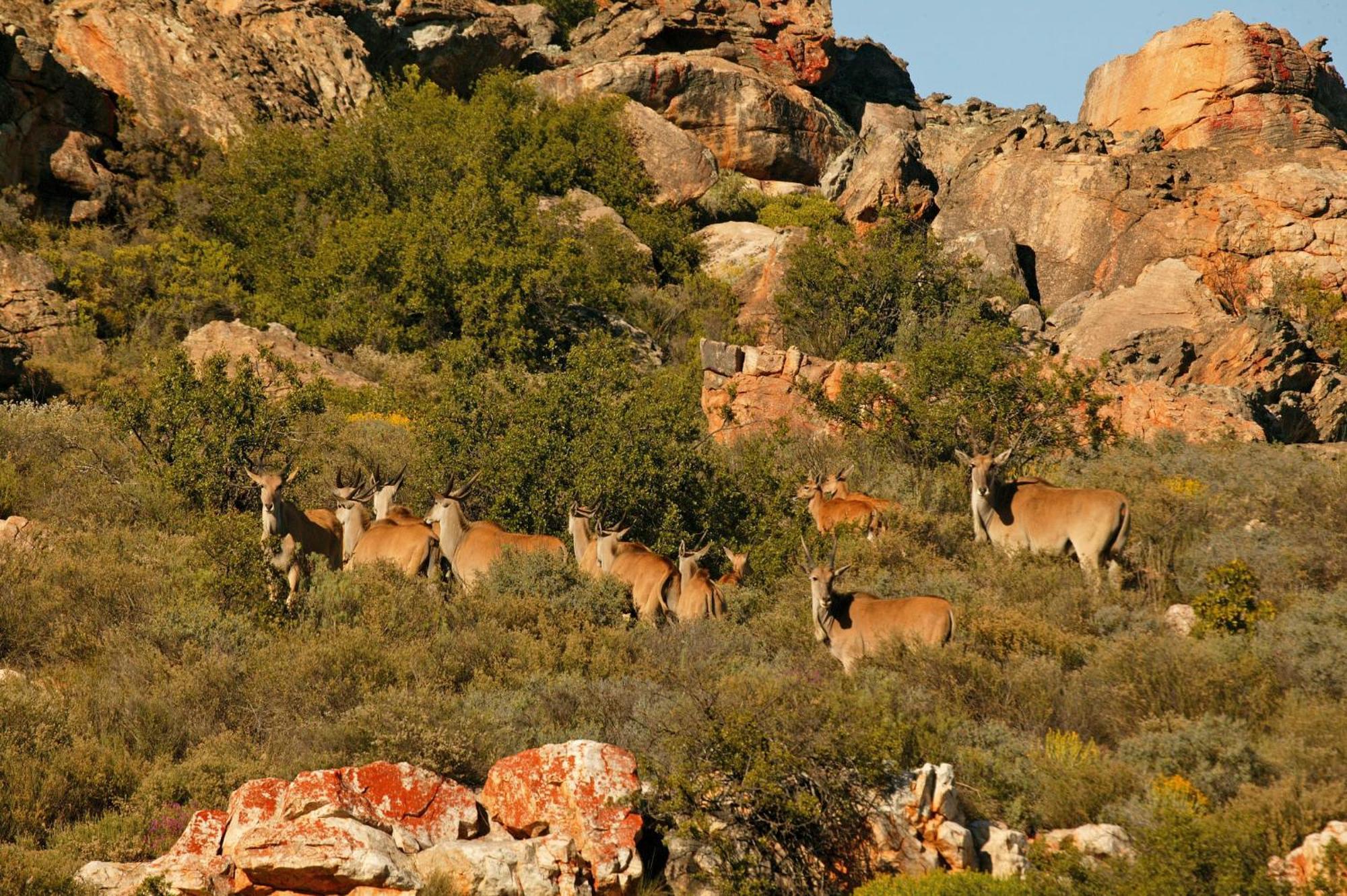 Bushmans Kloof Wilderness Reserve And Wellness Retreat Clanwilliam Exterior foto